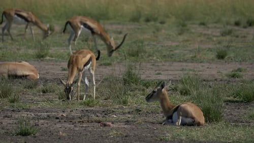 Peaceful Gazelles Grazing on the African Savanna