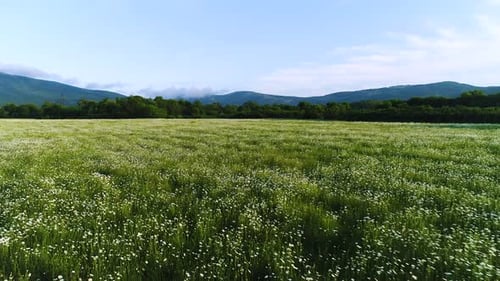 Aerial view of blooming flowers field