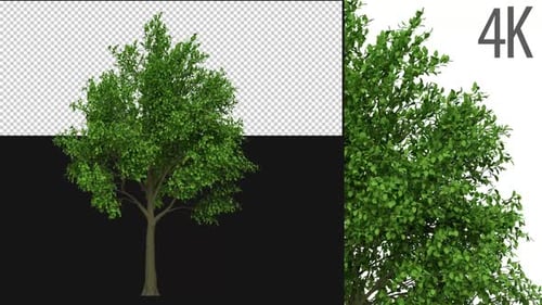 Realistic 3D Animated Tree with Gently Swaying Leaves