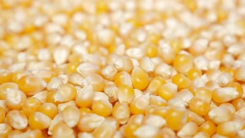 Shallow DOF Zea mays Everta vitesse de pop-corn à inclinaison lente 4K 2160p 30 images par seconde, vidéo UltraHD - Ove à inclinaison lente