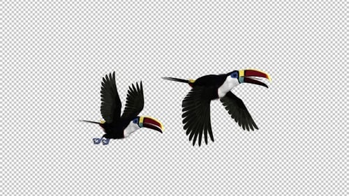 Toucan - I - White Throated - Flying Pair Transition 4 - Side View CU