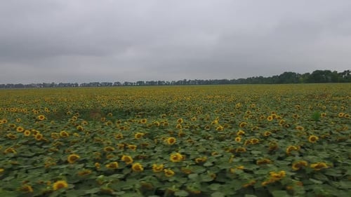 Sunflowers