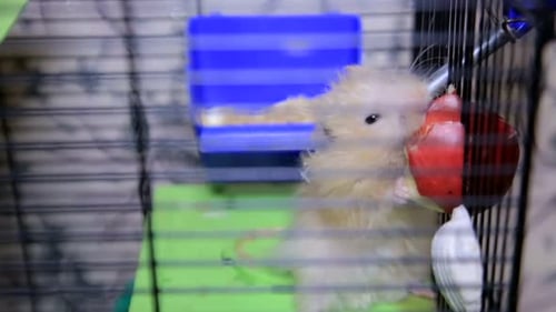 Hamster Eating from a Toy in Cage