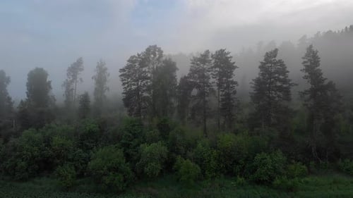 Forest in dense fog
