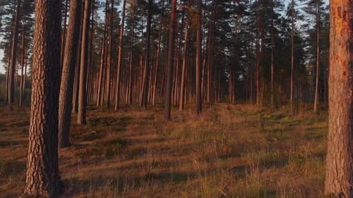 Trees in amazing forest
