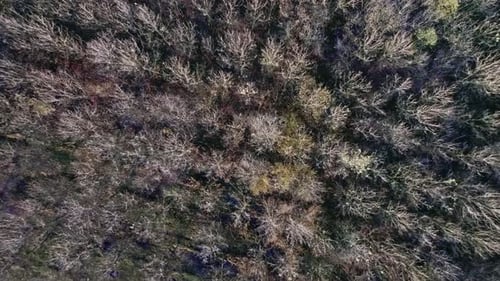 Forest Drone (4K)