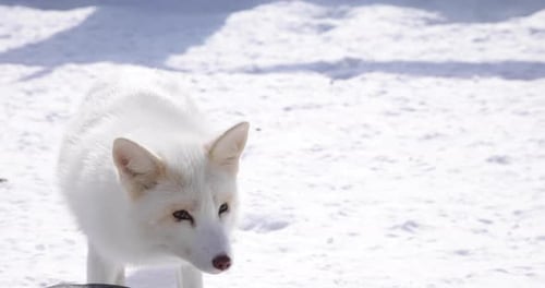 An arctic fox close up in the winter snow