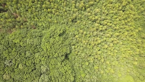 Top Down Aerial View of Green Summer Forest with Many Fresh Trees