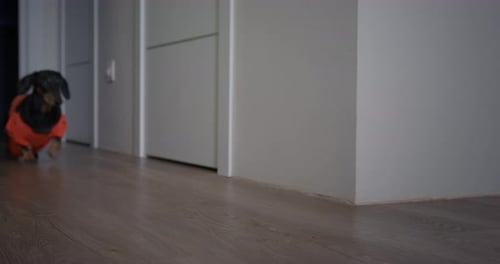 Dachshund Dogs in Clothes Walking Indoors