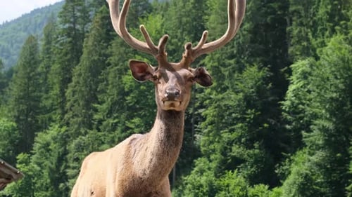 Red Deer with Large Velvet Antlers on a Background of Forest