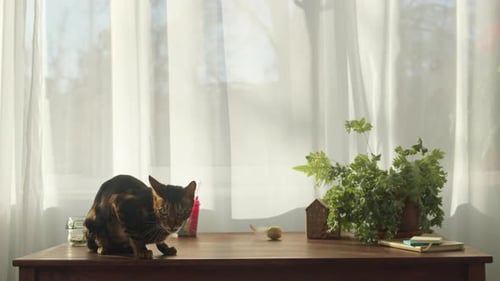 Beautiful Cat on Table with Potted Fern