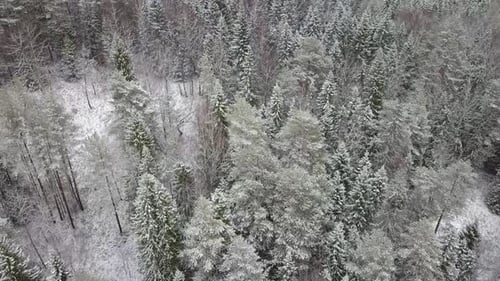 AERIAL: Flying Over the Snowy Forest and Hills.