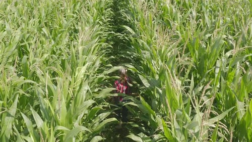 Female farmer works in cornfield.