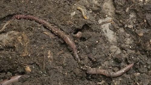 Long earth worm Lumbricus terrestris close-up 4K footage