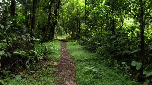 A hiking trail going through a lush green tropical forest