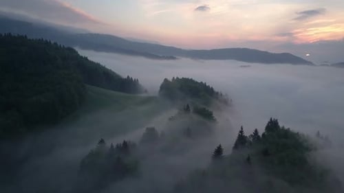 Misty Forest at Sunrise