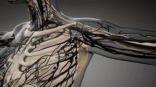 Human Lymphatic System and Skeletal Anatomy 3D Animation
