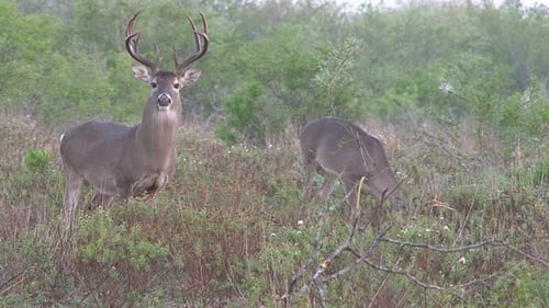 Two Deer Grazing in a Rural Meadow
