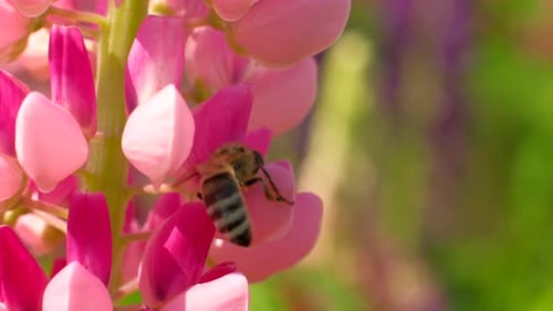 Bee Pollinating Pink Flower in Natural Sunlight
