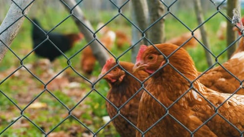 Chicken
