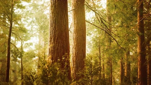 Giant Sequoias in Redwood Forest