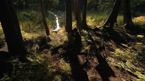 Man and Dogs Walking Through Woods in Sunlight