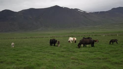 Icelandic Horse in Scenic Nature of Iceland