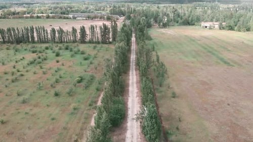 Green fields with horses graze in meadow.