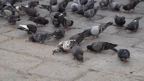 Flock of Pigeons Feeding on Paved Urban Ground