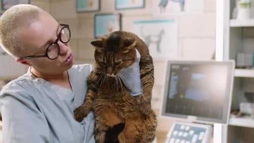 Female Vet Petting Cat after Checkup in Clinic