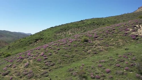 Mountain Flowers And Hills