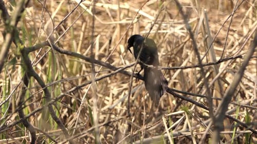 Common Raven Perching On Twigs With Food On Its Beak During Summer. - Closeup