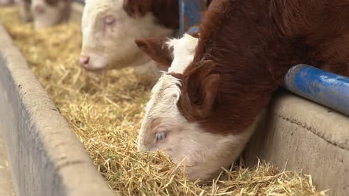 Grass fed calves.