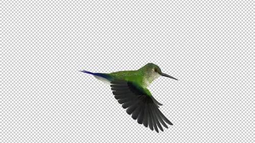 Sunangel Hummingbird - Fliegende Schleife - Seitenansicht CU - Alpha-Kanal