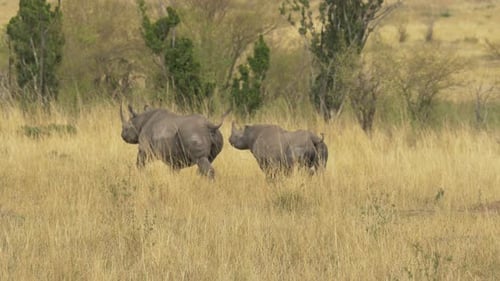 Rhinos Walking Through the Tall Grass of Africa