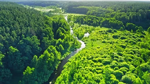 River and green forest in summer, Poland
