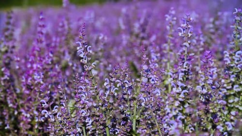 Wild in the Field Salvia Flowers (UHD)