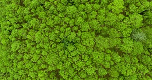 Top View of Pine Trees Forest