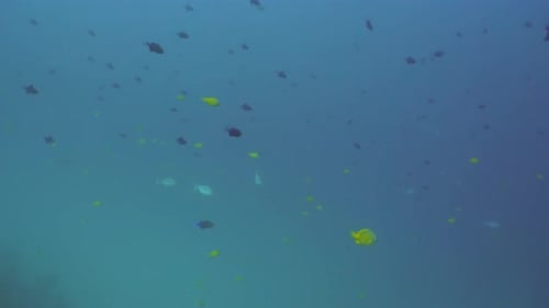 Korallenriff und tropische Fische. Bali, Indonesien