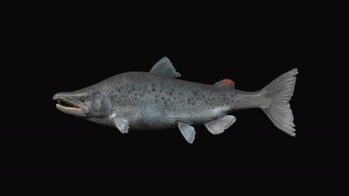 Fish