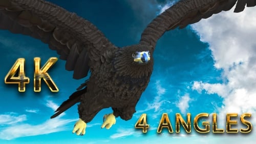 Águila volando desde 4 ángulos diferentes