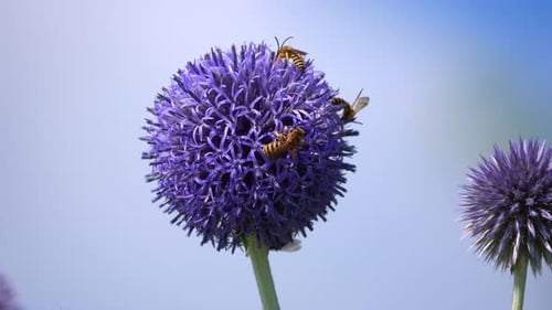 Bees Collect Nectar from Purple Globe Thistle Flower