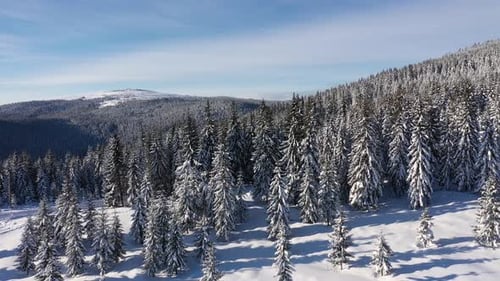Flying Above Snowy Forest