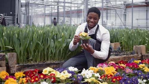 African American Florist Wotk at Tulip Indoor Plantation