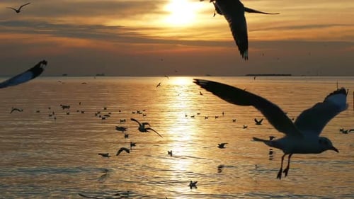 Birds Fly Over Ocean During Sunset