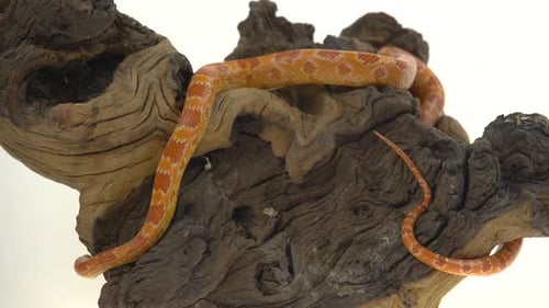 Python tigre Molurus Bivittatus Morph Albine Birman sur chicot en bois sur fond blanc