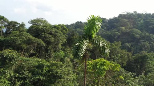 Panoramic view that circles around a lonely palm tree while the surroundings have been logged