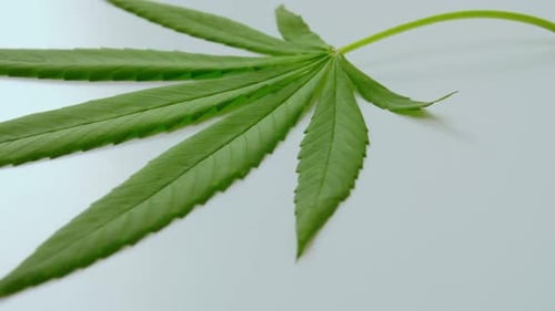 Close up of cannabis leaf on white background.