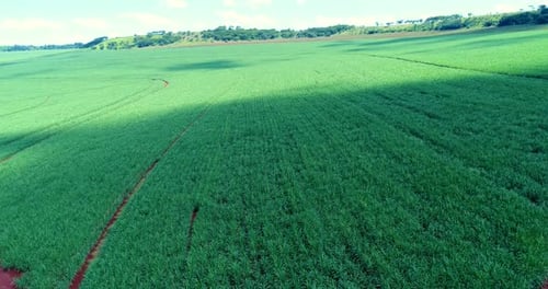Aerial View of Lush Green Crop Rows