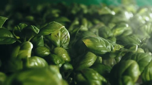 Close Up of Fresh Green Basil Leaves